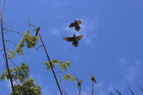 Parrots visiting mostly everyday 