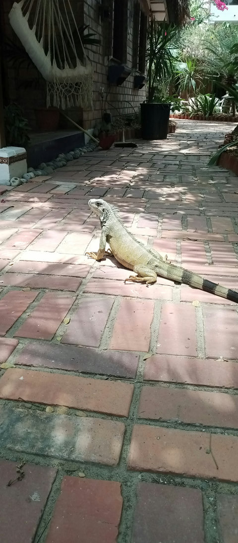 cabin and path and iguana