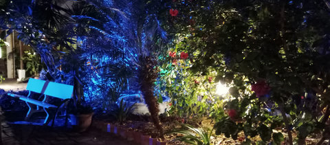 piece of garden by night