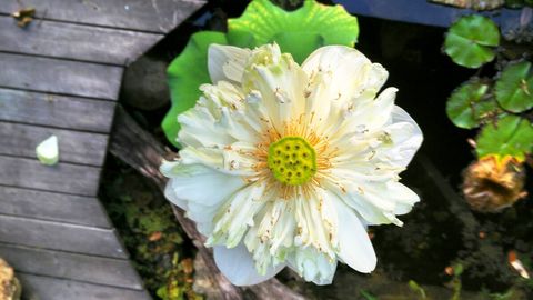 Lotus flower from pond