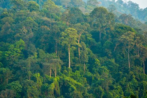 Forest reserve view from the house