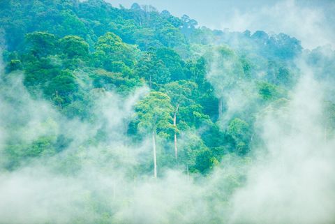 A view of the Berembun forest reserve