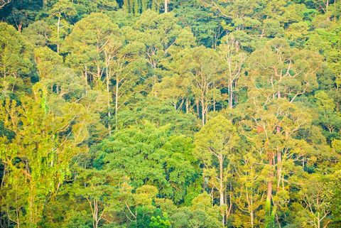 A view of the Berembun forest reserve