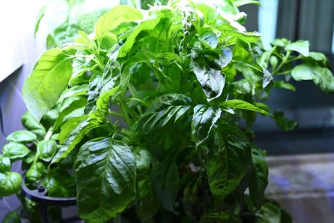 Enjoy fresh herbs with our Aerogarden. Currently growing cherry tomatoes. 