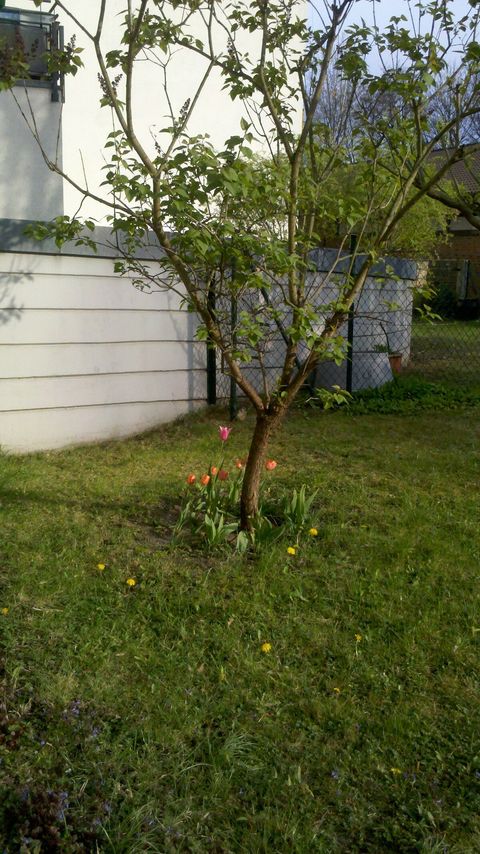 Garden at the rear of the building. The apartment does't join on to it directly, but you can access it through the main entrance.