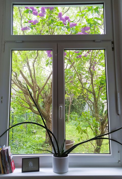 In the spring (usually around late April, early Mai) the lilac tree is blooming right outside the bedroom window