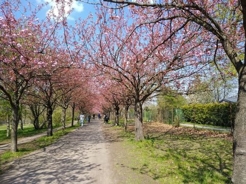 Only 20 minutes walk away from the apartment is the "Kirschblütenpfad" (cherry blossom path), where every April you can watch a beautiful spectacle of pink petals.