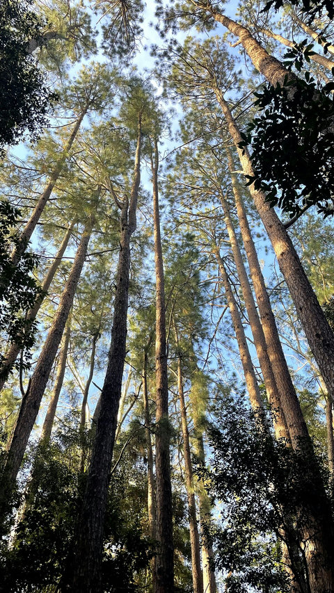 European/Canadian feel pine forest is located a short walk across the oval!