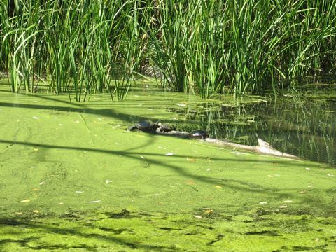 Pond with Turtles