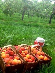 Local Peach Orchard in St. Catharines