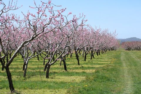 Local Niagara Orchard