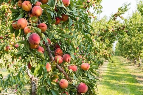 Local Niagara Peaches