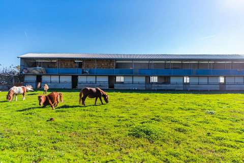 Farm view and animals