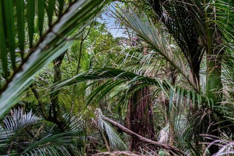The surrounding native bush and garden where you can watch the birds play.