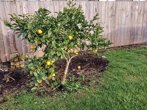 There is a lovely lemon tree in the backyard.