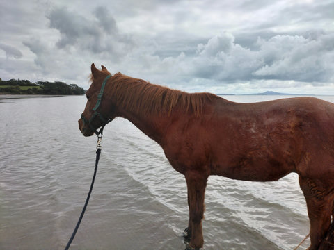 This horse is at a local beach, enjoying the water.
