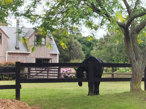 Horses next to the house that you may see when staying.
