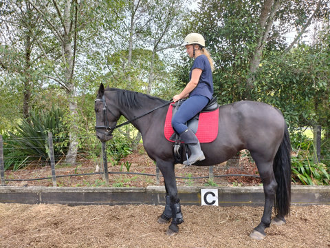 You can have horse riding lessons with a qualified instructor.