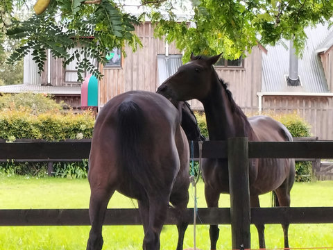 Horses next to the house that you may see when staying.