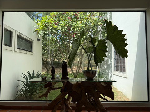 Mucho verde