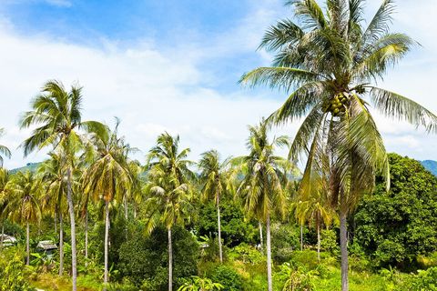 No crowds. No city noise. Just lush green vegetation and birds singing their tunes, inviting you to their concert...