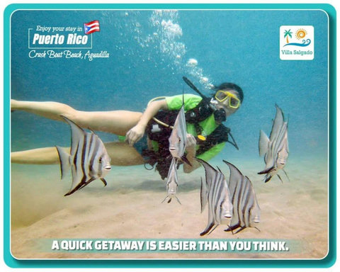 Underwater Adventure: Dive into a vibrant world, surrounded by tropical fish and crystal-clear waters!