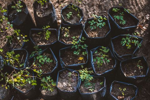Campeche is a beautiful hard wood that grows here natively. We propagate good local species around our 3 hectares of property.
