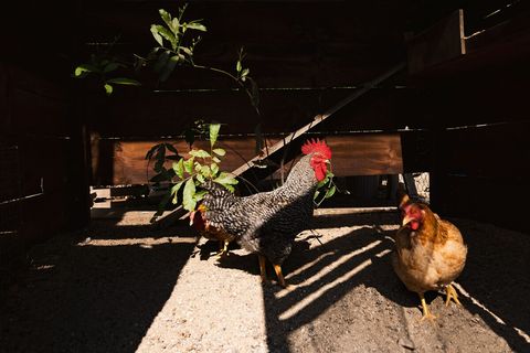 We have chickens, peafowl and turkeys. There are many native birds. All make noise. This is a great place to observe birbs in their natural habitat. We can loan you multiple books on their indentification. Also check out Cornell's birdnet.. wow!