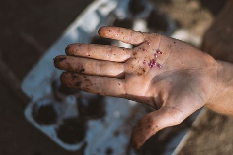 It's a metaphor. Hopefully your stay with us will plant a seed for you in your life, inspiring you to grow.