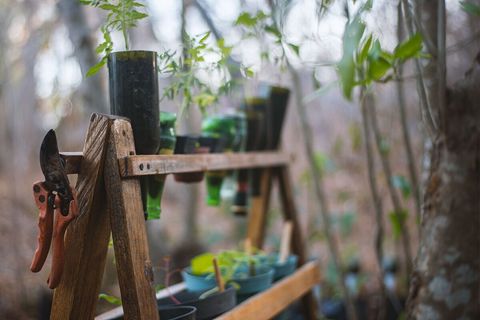 There is no glass recycling in the area, so we make glass bricks by cutting bottles in half. The left over necks make perfect planters to get our tomatoes started in.