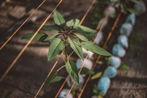 Amaranth the super grain. We have many super foods planted: Moringa, Chaya, and Noni (just to name a few)