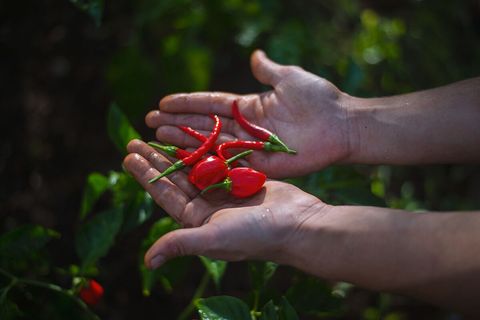 We are are far from self-sustaining with our food production. But we put lots of love in and sometimes get spicey treats  as gifts. When preparing our meals for you, we used as much as possible from the garden. 