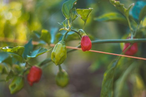 As spicey as our knifes are sharp. You have been warned