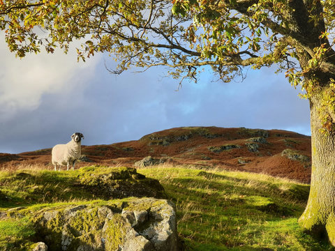A proud Herdwick sheep on the hills!