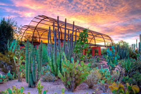 Stunning desert garden with iconic cacti and unforgettable sunset views