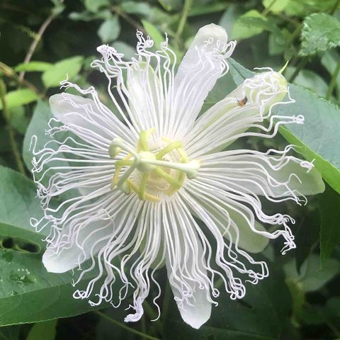 Our Flowers