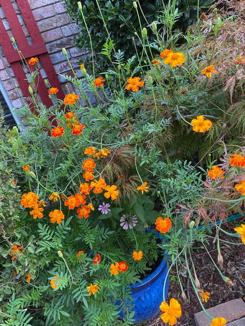 Our Marigolds