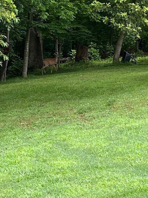 Deer in Hiding