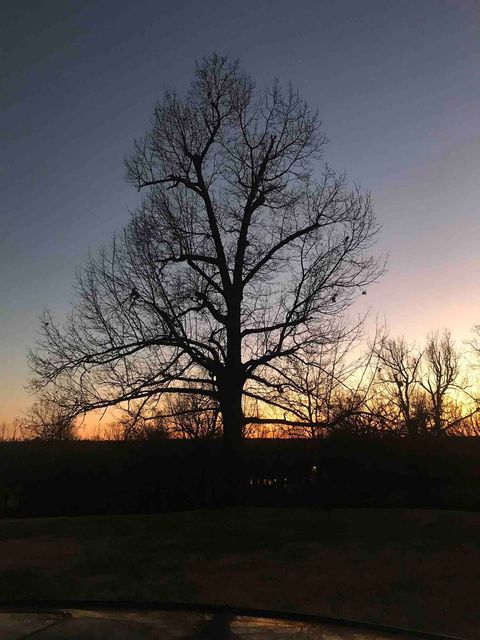 Our great 100’ Red Oaks in the Winter.