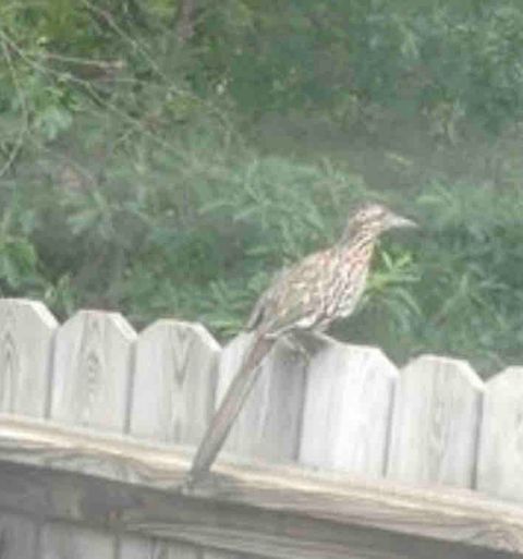 Our Roadrunner
