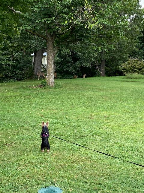 Lizzy and her deer friends