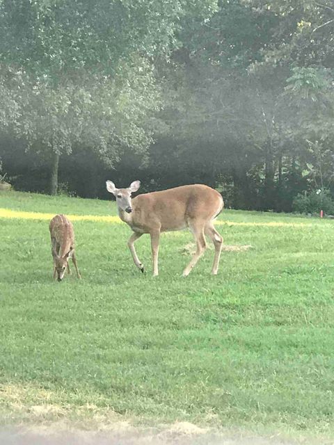 Our Wildlife.