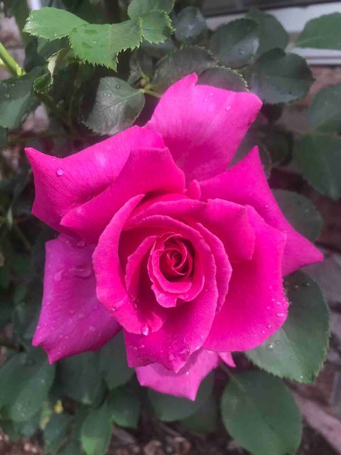 Our Flowers