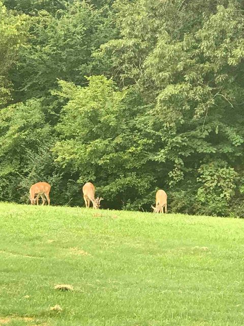 Our Resident Deer
