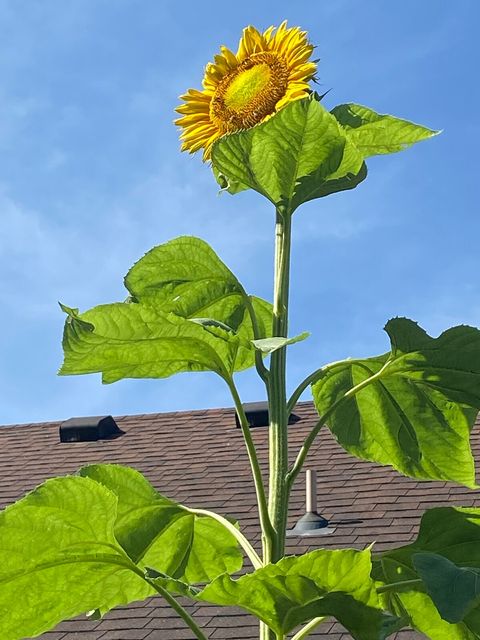 Our Sun Flowers