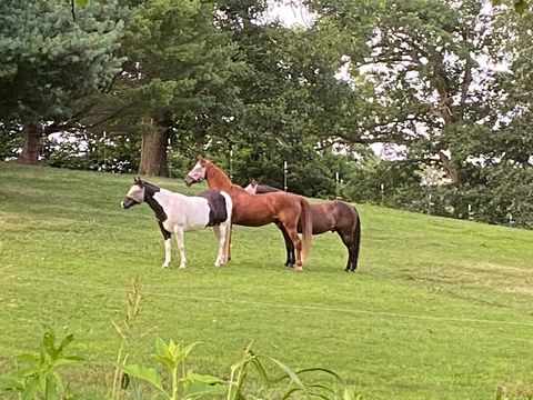 Neighbors Horses