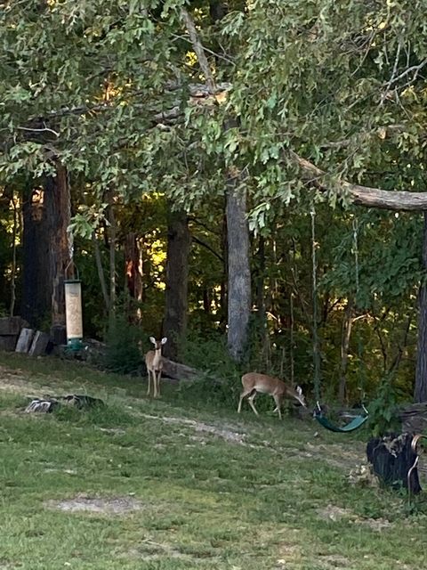 Our Resident Deer.