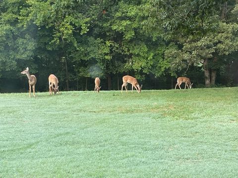 Deer Family