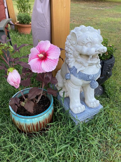 Foo Dog and Flowers