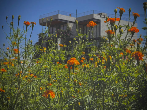 Campos de Cempasúchil para tomarte tus fotos en la temporada de muertos.